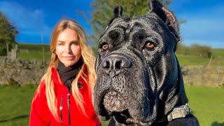 THE WORKING CANE CORSO  FIERCE HUNTER GUARD DOG amp PROTECTOR [upl. by Radbourne]