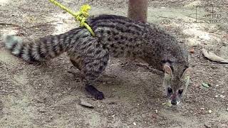 Interesting facts about civet cat by weird square [upl. by Eirehc]