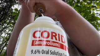 Treating sheep and goats for coccidia with CORID and how to mix it up [upl. by Wilkie988]