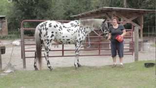 Hoof Abscess Cure Video Tutorial [upl. by Ynomrah]