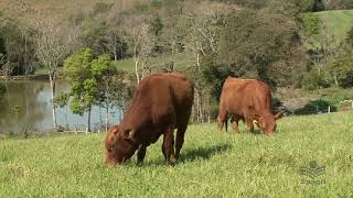 Jovem agricultor aposta no gado de corte [upl. by Caiaphas170]