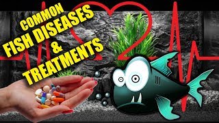 Common Fish Diseases Identifying amp Treatment [upl. by Issak]