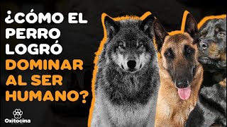 LA INCREÍBLE EVOLUCIÓN DE LOBO A PERRO [upl. by Ettennan403]