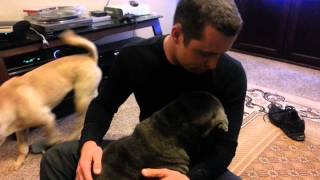 House of shar pei ear cleaning tips and tricks [upl. by Batchelor962]