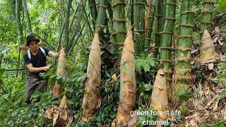 Giant bamboo shoots Harvest and store Green forest life ep204 [upl. by Aicilaana]