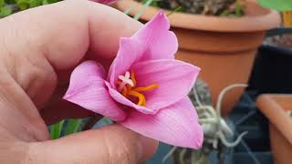 Lirio de lluvia Zephyranthes Carinata REPRODUCCION  Rain lily REPRODUCTION [upl. by Haissem609]