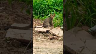 Sari Duniya songshortvideo cat video kabutarsong cat [upl. by Analak]