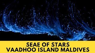 Sea of Stars Vaadhoo Island Maldives Vaadhoo Island Maldives SeaOfStars [upl. by Ranilopa212]