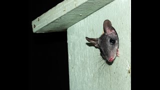 Brushtailed Phascogales leaving the nest [upl. by Yadroc]