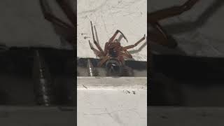 Noble False Widow Spider Peeking Out From Eave spiders arachnids nature [upl. by Winn585]