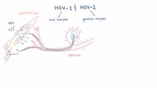 HSV 1 and 2  Pathogenesis of Oral and Genital Herpes [upl. by Aicinoid]