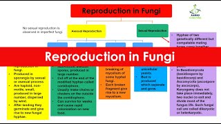 Reproduction in Fungi  Spore Conidia Fragmentation Budding  Kingdom Fungi [upl. by Aramac]