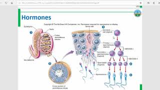 Course Topic8Male Reproductive Endocrinology غدد الجهاز التناسلي الذكري [upl. by Latton65]