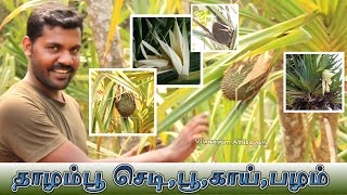 🌷 தாழம்பூ செடிகாய்பழம் எல்லாம் பார்துருகீங்களா இதோ உங்களுக்காக thalampoo plant Pandanus tectorius [upl. by Naujuj]