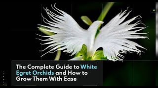 Unbelievable Secret to Growing White Egret Orchids  You Wont Believe What Happens Next [upl. by Sybila]