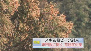 【報道特集】スギ花粉ピーク到来 専門家に聞く花粉症対策 [upl. by Lacefield]