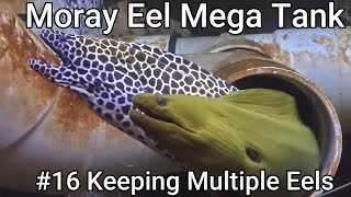 Moray Eel Mega Tank  16  Keeping Multiple Eels [upl. by Hekker]