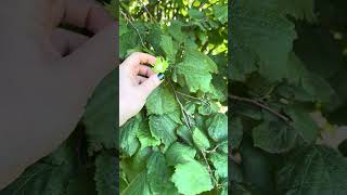 A Hazelnut Tree Growing in a Backyard While Visiting Hungary backyardgardening homesteading [upl. by Gaige]