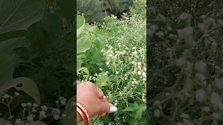 parthenium bahut dangerous plants hay youtubeshorts [upl. by Adnawed]