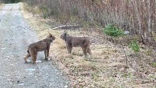 Two Lynx in Ontario Have Intense Conversation [upl. by Dolores]