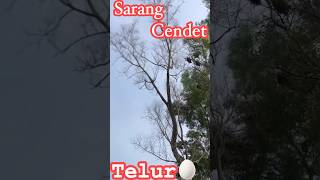 Sarang Burung CendetPenten di Ranting Pohon burung cendet sarangcendet pentetjatim pentetgacor [upl. by Rochus]