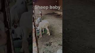 Sheep baby ytviral sheep sheepfarming [upl. by Evadne]