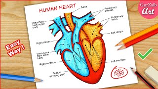 How to Draw Human Heart Diagram Drawing  easy way  Step by step [upl. by Nauqan]