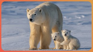 Arctic Animals Under Threat From Melting Ice Caps 4K Documentary [upl. by Lewis]