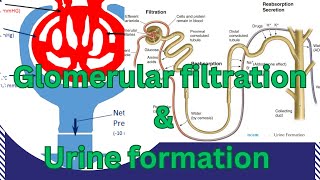 Glomerular FiltrationUrine FormationNephron StructureGFRNet filtration pressureNEPEFPGF rate [upl. by Ennasor]