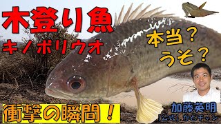 キノボリウオは木を登る？アナバスClimbing perch Anabas testudineus ≫ 加藤英明【公式】かとチャン [upl. by Esnofla875]