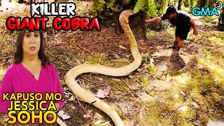 Kapuso Mo Jessica Soho HIGANTENG COBRA UMAATAKE SA MGA TAO  kmjs  kmjs latest episode [upl. by Otnas]