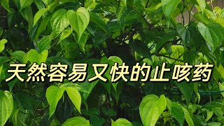 穷人最好用的止咳药。我教你如何使用它，真的很快见效。 Medicinal Benefits Of Betel Leaf MANFAAT DAUN SIRIH [upl. by Eerak380]