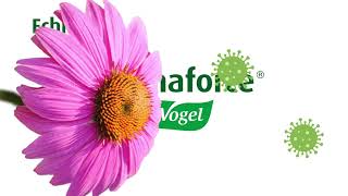 Echinaforce from AVogel  Boost your immunity [upl. by Licec]