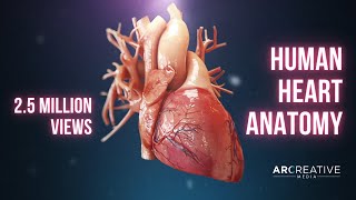 Human Heart Anatomy 3D Medical Animation [upl. by Elraet]