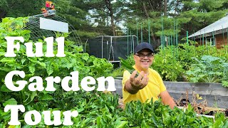 How to Keep Your Culantro Recao Plants Alive and Full Sofrito Garden Tour [upl. by Erdnua203]