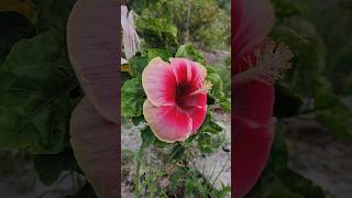 BIG jaba flower 🌺🌺🌺vlog nature shortsviral nicebeauty newsong newvideo newstatus newsupdate [upl. by Salomie]