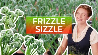 Albuca spiralis Frizzle Sizzle  The Ultimate Guide [upl. by Kiona]