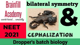 bilateral symmetry amp cephalization Droppers Batch Biology Brainfill Academy NEET 2021 [upl. by Yznil]