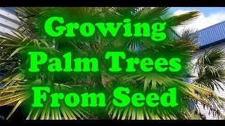 How To Grow Palm Trees From Seed [upl. by Melvyn909]