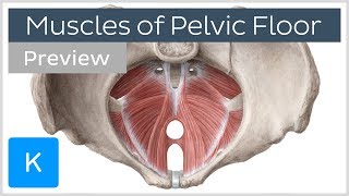 Muscles of the pelvic floor preview  Human Anatomy  Kenhub [upl. by Sammons848]