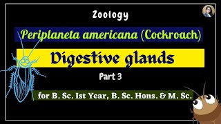 Periplaneta americana cockroach  Digestive glands  Part 3  Zoology  B Sc Ist Year [upl. by Airec]