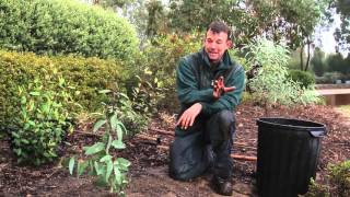 Planting your eucalypt  Eucalypts for your home garden [upl. by Travis]