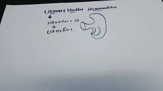 Urogenital system development  part 9 Allantois amp Urachus [upl. by Constantine]