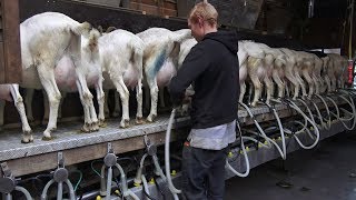 Milking amp Feeding Goats  Goat Farm in Holland [upl. by Enived]