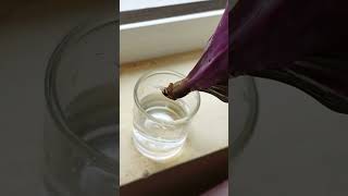 Growing rhoeo plant cuttings in water shortvideo shorts rhoeoplant rhoeo indoorplants [upl. by Ahsitneuq]