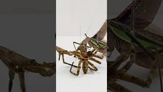 Praying Mantis Eating Giant House Spider  Time Lapse [upl. by Casabonne]