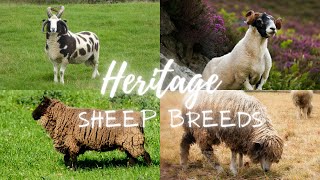 Heritage Sheep Breeds Guardians of Agricultural Legacy [upl. by Greeson855]