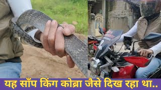 आनंदजीको ऐसे लगातार कॉल आते है A big aggressive snake rescued [upl. by Ainatnas895]