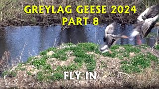 Greylag Geese Fly In  PART 8 [upl. by Capone]