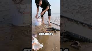 ¡Increíble Recolección Criaturas Marinas en la Playa 🦞🐙 shorts [upl. by Sanfo961]